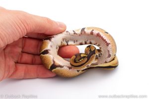 Africa Import Dinker Ball Python for sale