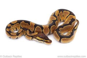 Africa Import Dinker Ball Python for sale