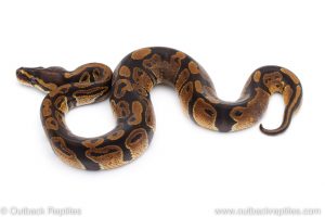 Africa Import Dinker Ball Python for sale