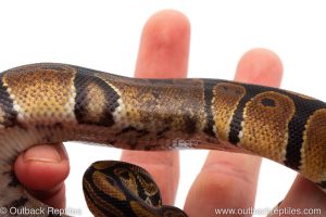 Africa Import Dinker Ball Python for sale