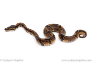 Africa Import Dinker Ball Python for sale