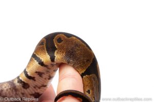 Africa Import Dinker Ball Python for sale