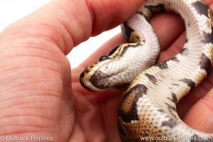 Africa Import Dinker Ball Python for sale