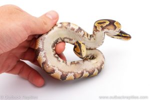 Africa Import Dinker Ball Python for sale