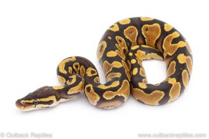 Africa Import Dinker Ball Python for sale