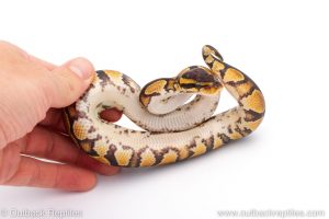 Africa Import Dinker Ball Python for sale