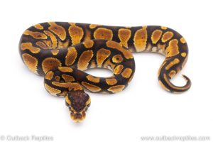 Africa Import Dinker Ball Python for sale