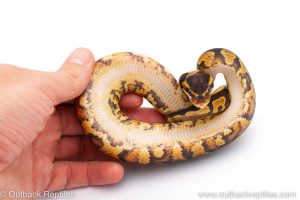 Africa Import Dinker Ball Python for sale