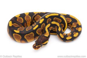 Africa Import Dinker Ball Python for sale