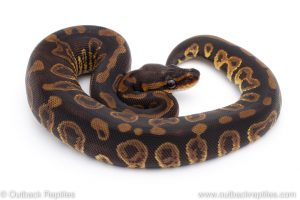 Africa Import Dinker Ball Python for sale