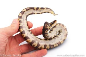 Africa Import Dinker Ball Python for sale