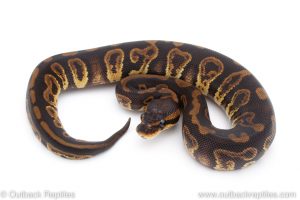 Africa Import Dinker Ball Python for sale