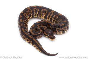 Africa Import Dinker Ball Python for sale