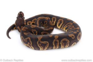 Africa Import Dinker Ball Python for sale