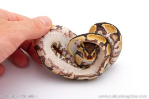 Africa Import Dinker Ball Python for sale