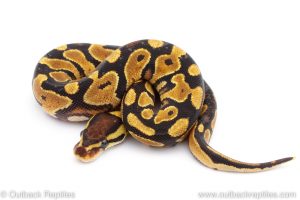 Africa Import Dinker Ball Python for sale