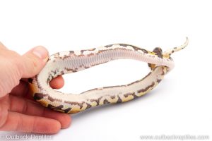 Africa Import Dinker Ball Python for sale