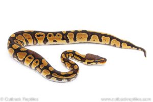 Africa Import Dinker Ball Python for sale