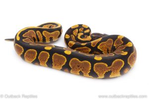 Africa Import Dinker Ball Python for sale