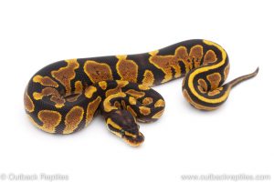 Africa Import Dinker Ball Python for sale