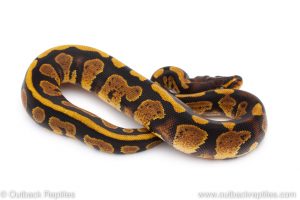 Africa Import Dinker Ball Python for sale