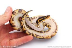 Africa Import Dinker Ball Python for sale