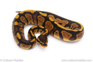 Africa Import Dinker Ball Python for sale