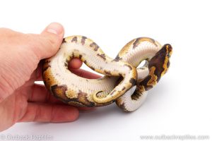 Africa Import Dinker Ball Python for sale