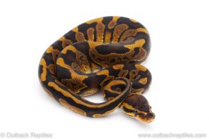 Africa Import Dinker Ball Python for sale