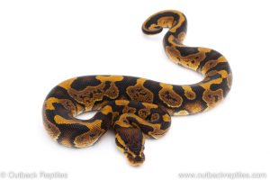 Africa Import Dinker Ball Python for sale