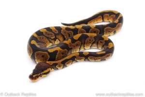 Africa Import Dinker Ball Python for sale