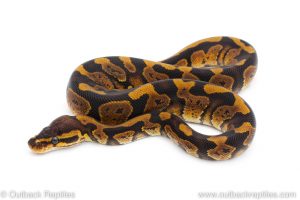 Africa Import Dinker Ball Python for sale