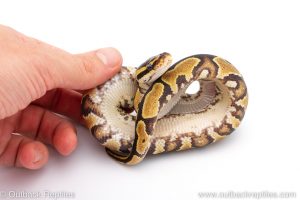 Africa Import Dinker Ball Python for sale