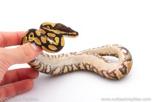 Africa Import Dinker Ball Python for sale