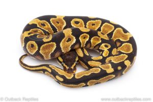 Africa Import Dinker Ball Python for sale