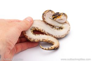 Africa Import Dinker Ball Python for sale