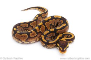 Africa Import Dinker Ball Python for sale