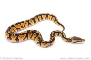 Africa Import Dinker Ball Python for sale