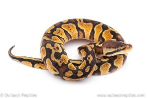 Africa Import Dinker Ball Python for sale