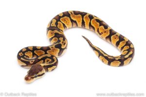 Africa Import Dinker Ball Python for sale