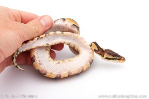 Africa Import Dinker Ball Python for sale