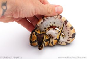 Africa Import Dinker Ball Python for sale