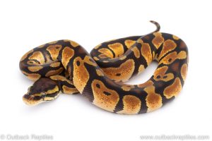 Africa Import Dinker Ball Python for sale