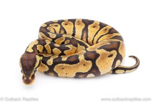 Africa Import Dinker Ball Python for sale