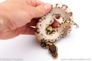 Africa Import Dinker Ball Python for sale