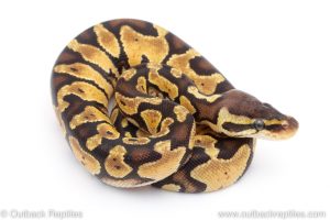 Africa Import Dinker Ball Python for sale