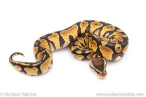 Africa Import Dinker Ball Python for sale