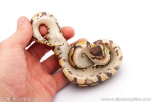 Africa Import Dinker Ball Python for sale