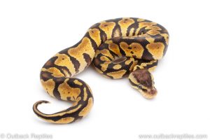 Africa Import Dinker Ball Python for sale