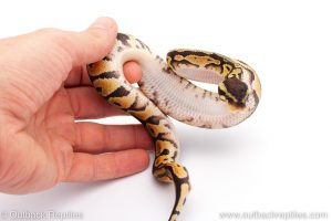 Africa Import Dinker Ball Python for sale